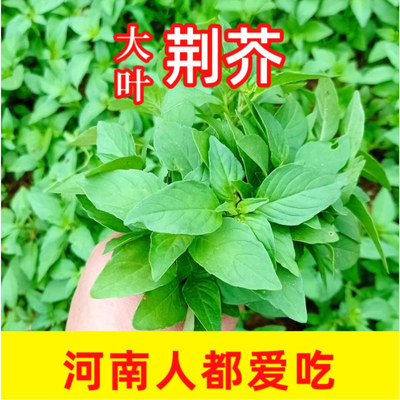 大叶叶荆芥菜种子河南正宗荆芥菜种籽四季青菜荆棘菜籽蔬菜籽种子