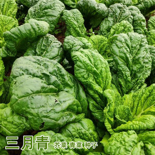 金华三月青种籽 大仙菜种子 清苦小白菜落汤青梅干菜蔬菜芥菜种孑
