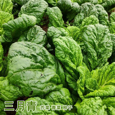 金华三月青种籽 大仙菜种子 清苦小白菜落汤青梅干菜蔬菜芥菜种孑
