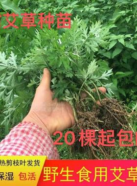 艾草苗盆栽食用甜艾叶草新鲜清明草植物苗绿植四季好养艾草苗根苗