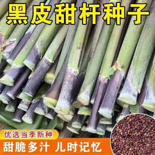 黑甜杆种子紫皮甜杆东北甘蔗紫皮甜高粱皮薄节长口感甜多汁