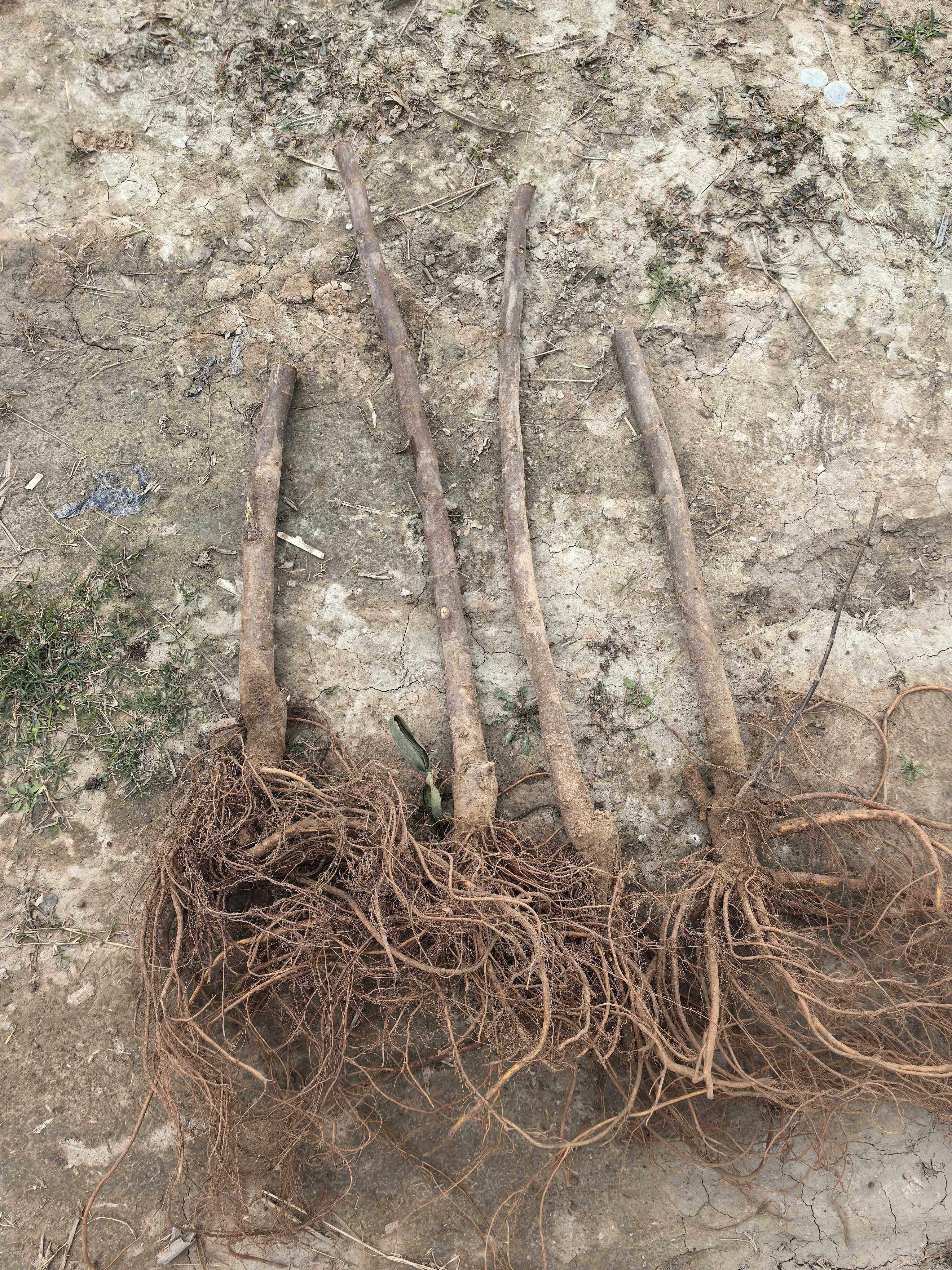 无花果树苗芭劳奈波姬红青皮裸根盆栽南北种植当年结果卖相好阳台,鲜花速递/花卉仿真/绿植园艺,果树,淘宝优惠券,粉丝福利购,淘宝优惠卷