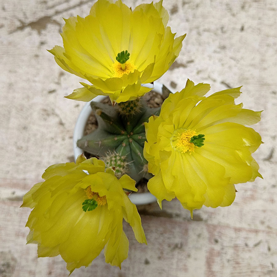 仙人球鹿角柱属黄花仙人球带香味仙人球微刺虾