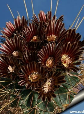 黑罗莎仙人球实生根勾刺黑刺强刺黑色花多肉植物仙人掌开花株