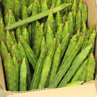 三角袖蒲仙人球嫁接砧木三角袖蒲耐寒嫁接砧木仙人掌侧芽枝条
