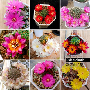 仙人球沟宝山组合特纳瑞红宝石罗伯特侧芽组合萝卜根沟宝山勤花