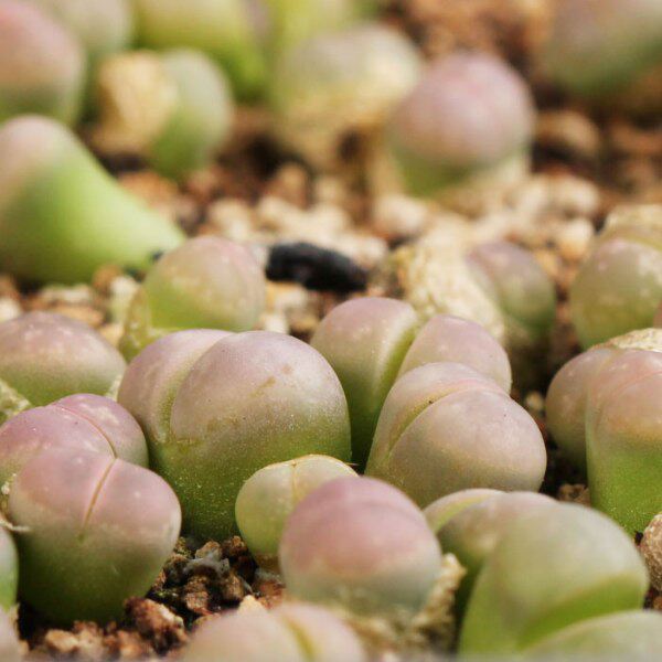 木鱼多肉植物肉肉植物多肉生石花 橄榄玉 屁股花屁屁花石生花