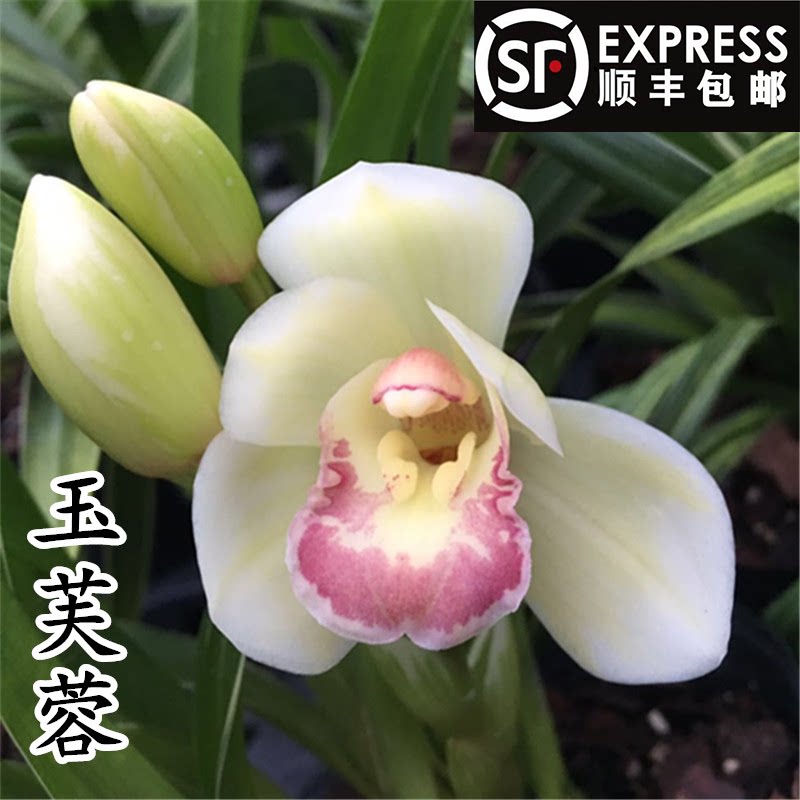 宸晟玉芙蓉迷你金边矮种兰花苗浓香型办公室盆栽绿植花卉