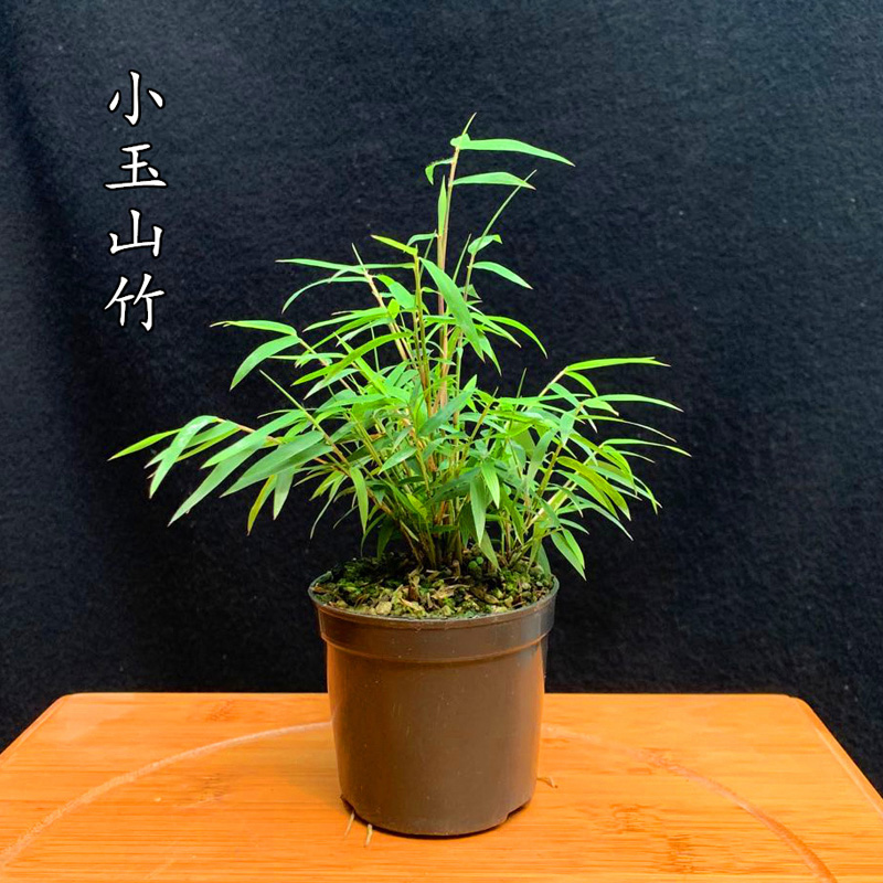 迷你姬翠竹菖蒲桌面小竹子苗室内绿植盆栽景竹袖珍观叶草微型月季-封面