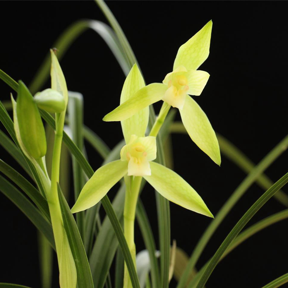 宸晟 春兰慈恩素小叶兰花盆栽植物名贵浓香兰花苗带