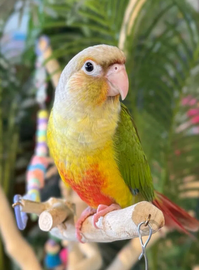 小太阳鹦鹉活鸟会说话手养亲人凤梨黄边肉桂小鸟宠物鸟类半毛雏鸟