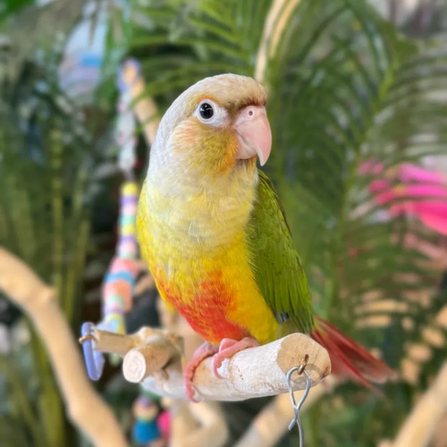 小太阳鹦鹉亲人手养好训练