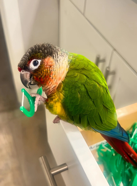 小太阳鹦鹉活体会学说话黄边凤梨绿颊肉桂活体雏鸟小鸟宠物亲人鸟