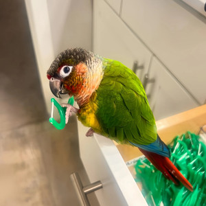 小鹦往前冲小太阳会学说话宠物鸟