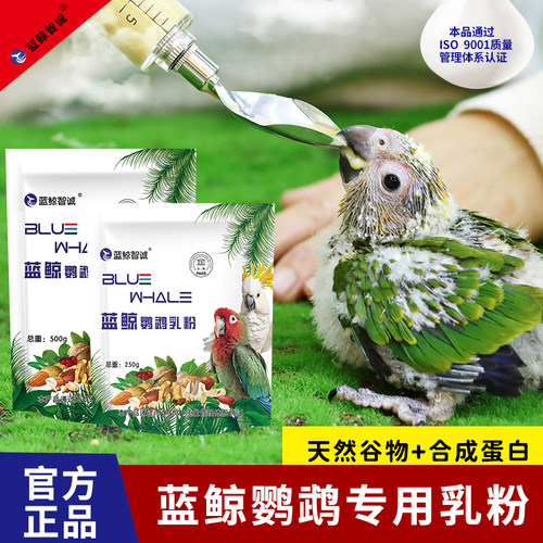 蓝鲸鹦鹉奶粉零天喂养