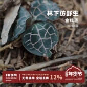 九州神草 福建林下 整株金线莲 阿四出品 50g 非大棚种植