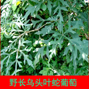 乌头叶蛇葡萄根太行山自然生长正品中药材无硫熏阴凉风干地道商品