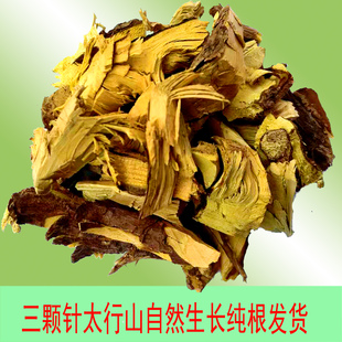 三颗针小檗酸醋溜刺黄连刺黄柏太行山野生中药材采挖根部切断晒干