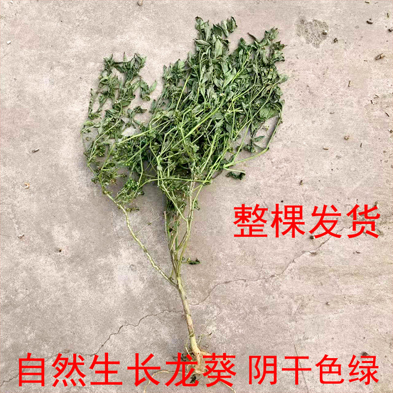 龙葵中药材太行山自然生长无污染无硫熏阴干色绿整棵发货