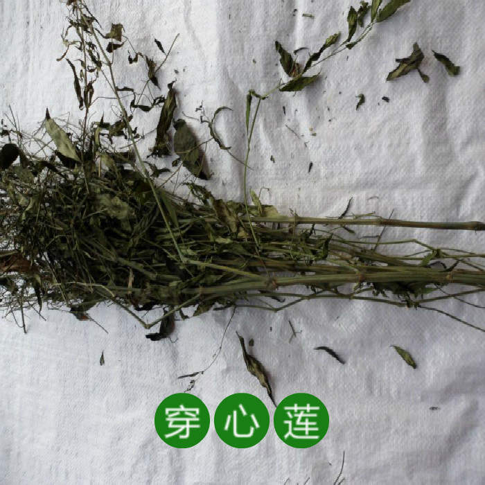 新产穿心莲一见喜苦草苦胆草四方草中药材全草带叶500.克免费打粉