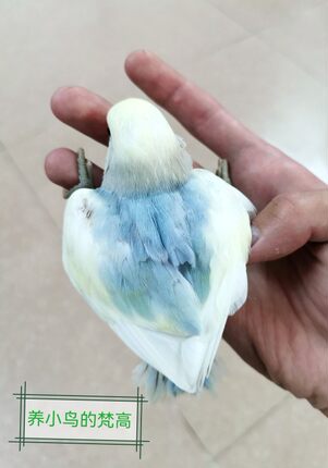 家庭静养牡丹鹦鹉高趴蓝闪派