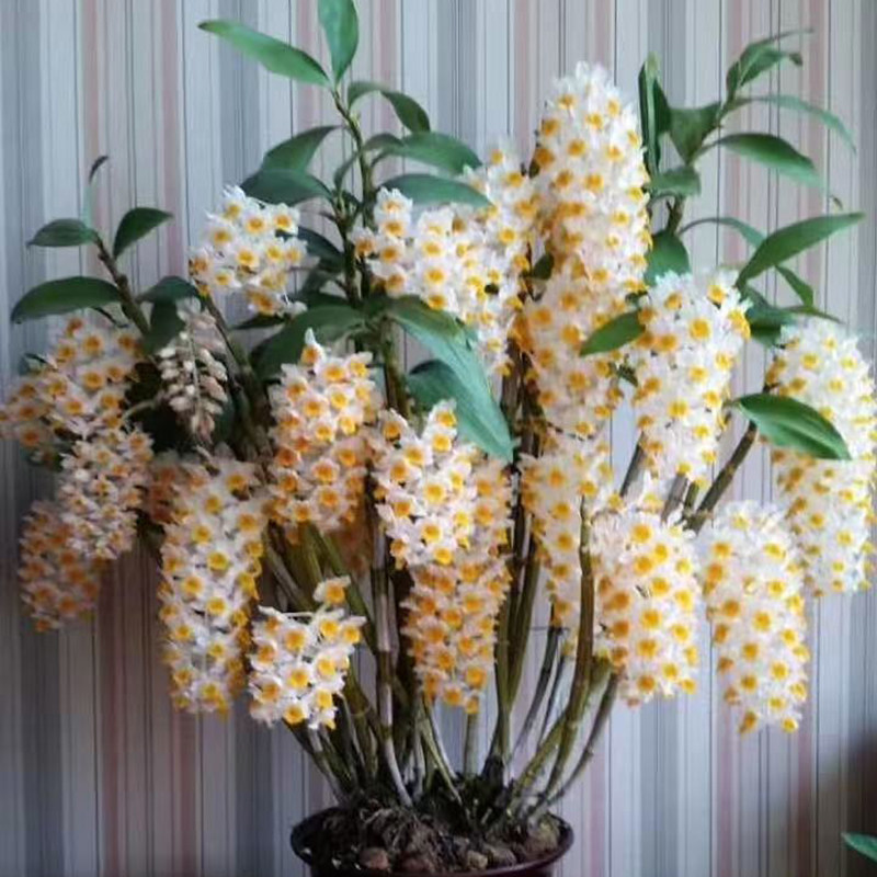 带盆球花石斛兰盆景,鲜花速递/花卉仿真/绿植园艺,绿植,淘宝优惠券,粉丝福利购,淘宝优惠卷