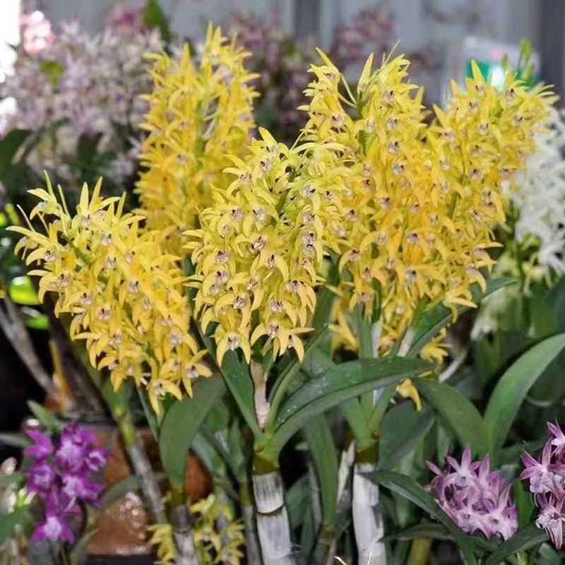 大明黄金雨石斛兰盆景