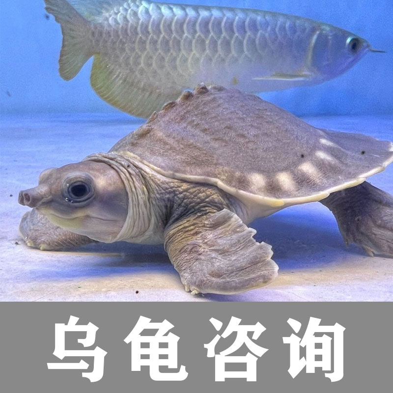 乌龟疾病咨询服务乌龟问诊腐皮腐甲蒙眼烂甲等水龟疾病咨询医生