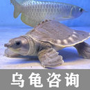 乌龟疾病咨询服务乌龟问诊腐皮腐甲蒙眼烂甲等水龟疾病咨询医生