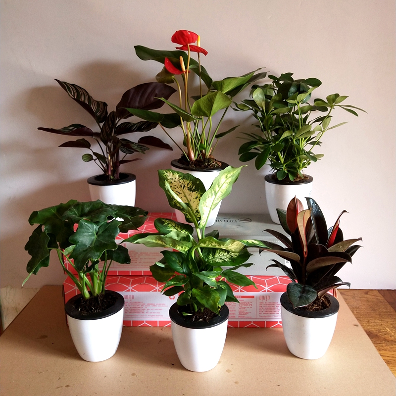 龟背竹金钻鸭脚木橡皮树带盆栽好