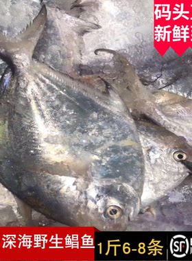 舟山野生东海银鲳鱼深海镜鱼新鲜小白鲳鲜活平鱼仓鳊鱼 6-8条1斤