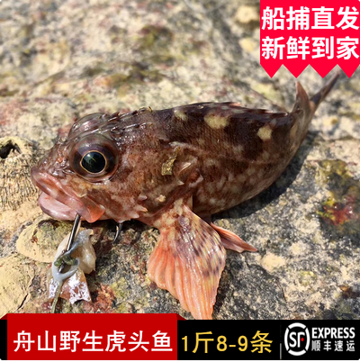 舟山东海虎头鱼超级新鲜野生石翁鱼海钓鲜活宝宝孕妇小红石斑500g