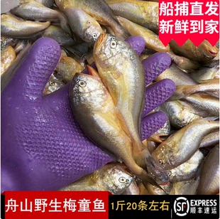 舟山东海野生小梅童鱼新鲜鲜活水产深海大头宝黄梅黄花鱼一斤20条