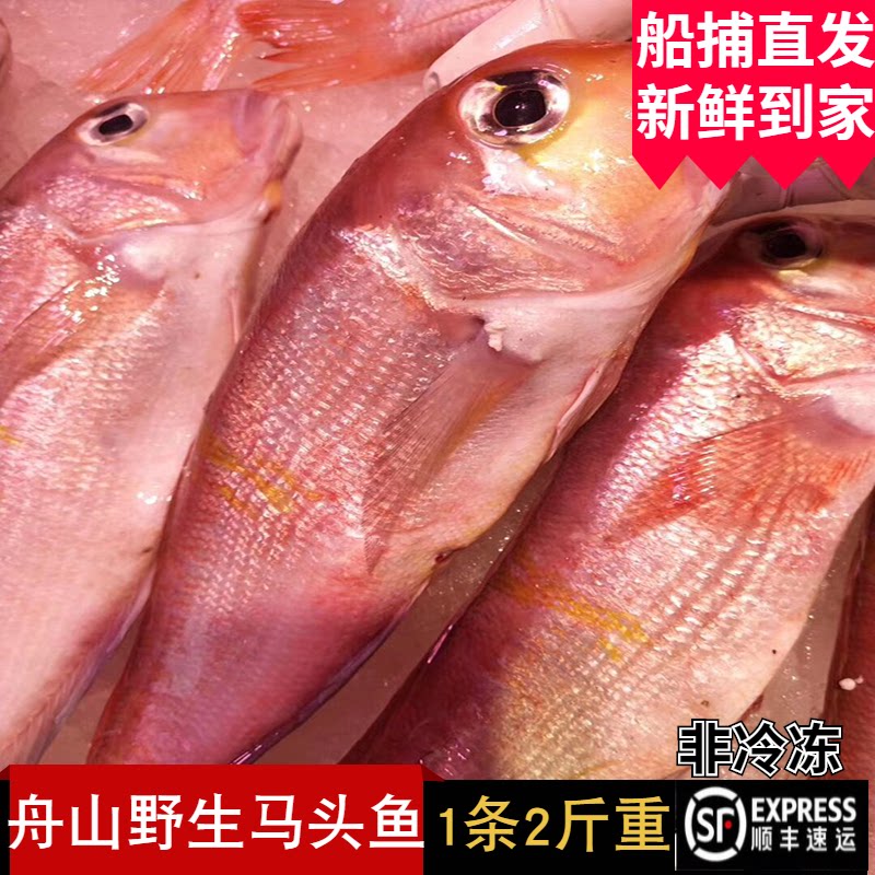 野生马头鱼甘鲷舟山水产新鲜深海马面方头大红斧头鱼非冷冻2斤1条图片