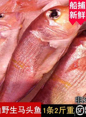 野生马头鱼甘鲷舟山水产新鲜深海马面方头大红斧头鱼非冷冻2斤1条