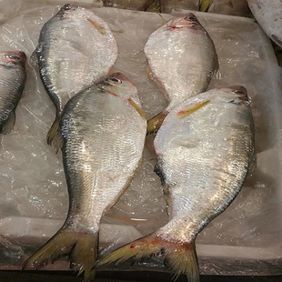 舟山野生鳓鱼新鲜白鳞鱼超大特级鲜活深海曹白雷鱼刀鱼快鱼1斤1条