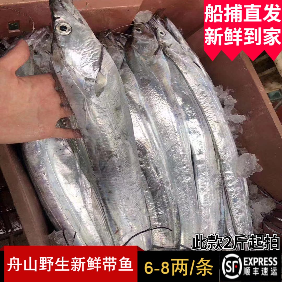 舟山带鱼新鲜东海特级小眼睛野生鲜活正宗雷达网油带水产6-8两/条
