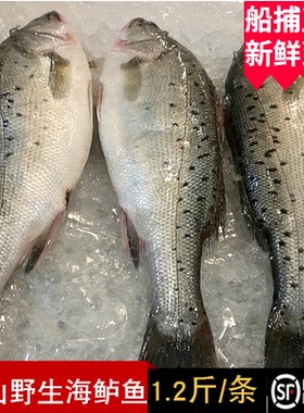野生大花鲈鱼舟山七星海鲈鱼新鲜鲜活水产深海鲈板寨花鱼1.2斤1条
