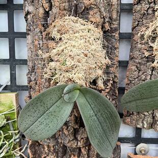 旭日生物 香槟软木 真树皮 鹿角蕨挂板 石斛 兰花 蝴蝶兰种植板