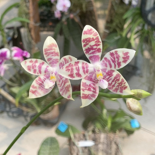 984美C/兰花