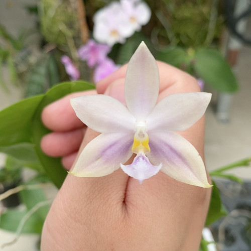 166淡色/兰花