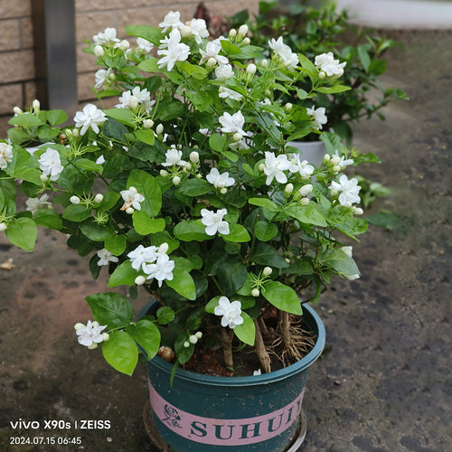 【带花出售】茉莉花盆栽芳香浓郁