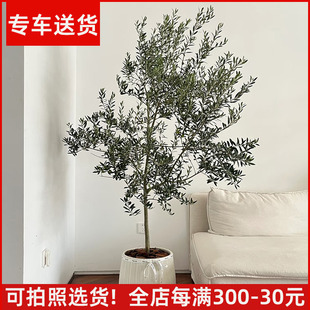 【可拍照选货】油橄榄树盆栽 真树大型植物 室内阳台庭院绿植花卉