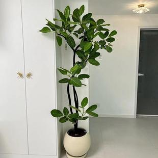 孟加拉榕盆栽高山榕大型绿植黄金榕树室内客厅落地网红橡皮树植物