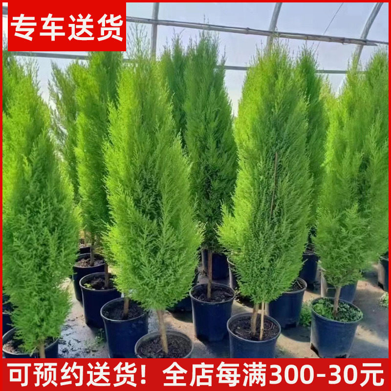 香松盆栽阳台庭院绿植图片