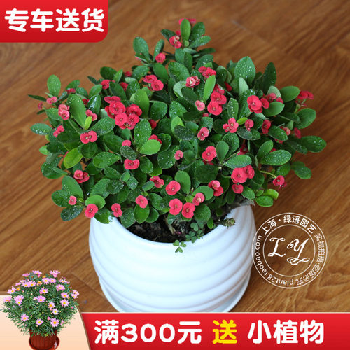 虎刺梅铁海棠盆栽防辐射植物花卉