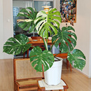 客厅室内桌面盆栽网红植物 洒金龟背竹锦化热植 白锦龟背竹 白龟