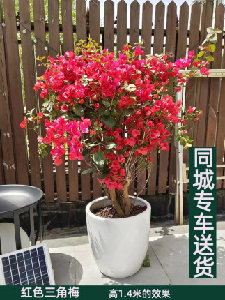 【带大量花】三角梅又称叶子花 花卉室内阳台庭院绿植盆栽植物