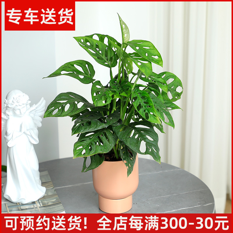 仙洞龟背竹盆栽除甲醛室内植物