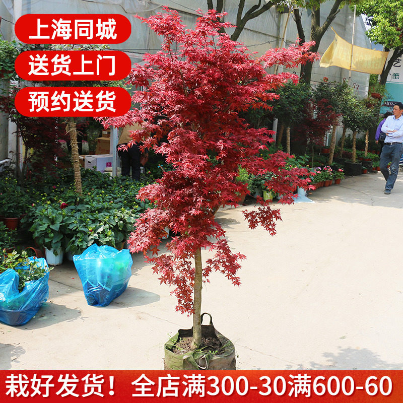 6~2米红枫树盆栽 阳台庭院植物喜光耐热绿植花卉